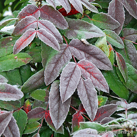 Tuintips voor december